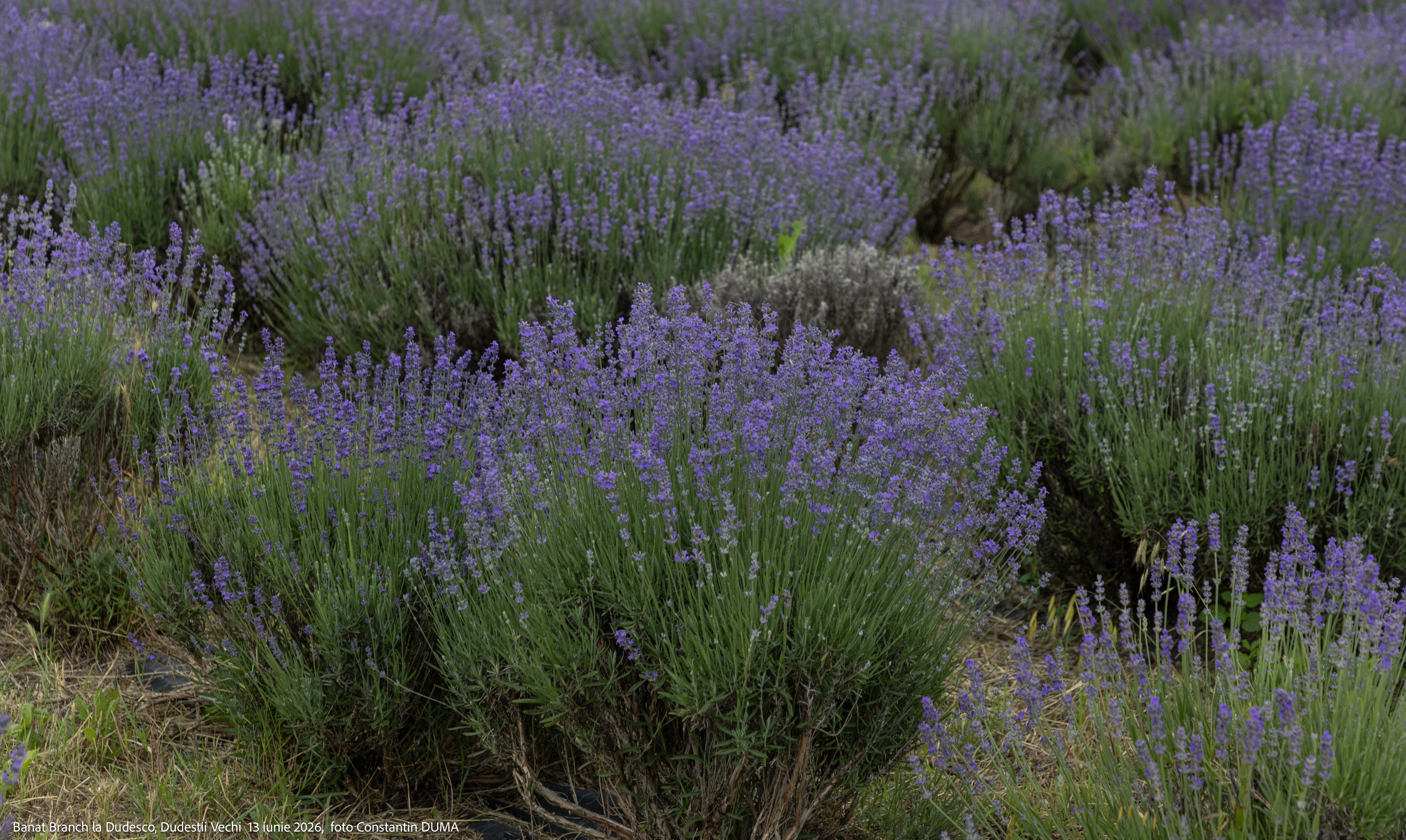 Casa cu Lavanda — imagine 1